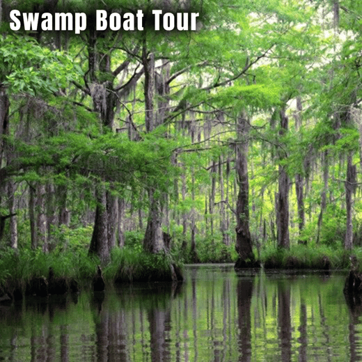 Swamp Boat Tour